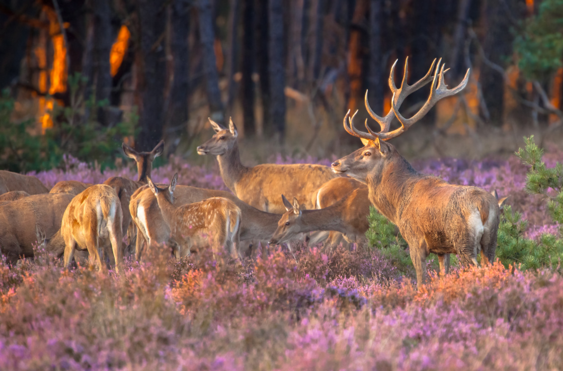 red deer